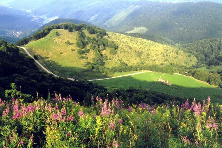 Gite Chez Vero Breitenbach-Haut-Rhin المظهر الخارجي الصورة