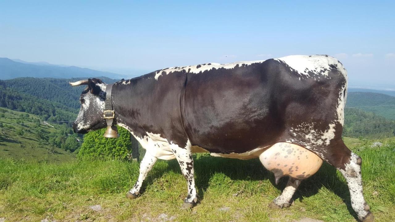 Gite Chez Vero Breitenbach-Haut-Rhin المظهر الخارجي الصورة